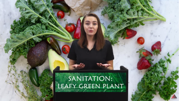 SANITATION: LEAFY GREEN PLANT video