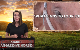 STABLE: AGGRESSIVE HORSES