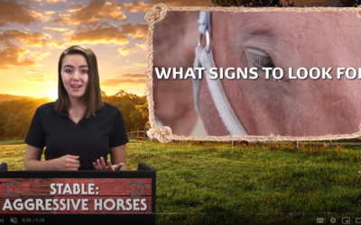 STABLE: AGGRESSIVE HORSES