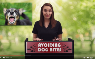 AVOIDING DOG BITES INJURIES