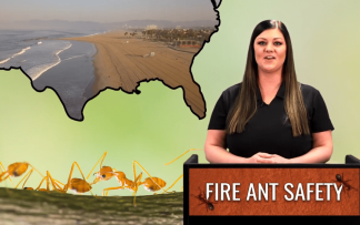 FIRE ANT SAFETY