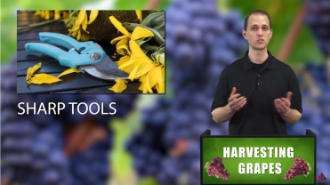HARVESTING GRAPES video