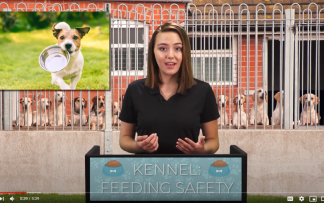 KENNEL: FEEDING SAFETY