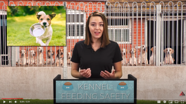KENNEL: FEEDING SAFETY video