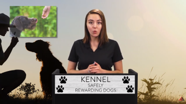 KENNEL: SAFELY REWARDING DOGS video