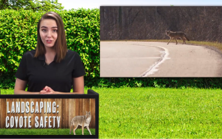 LANDSCAPING: COYOTE SAFETY