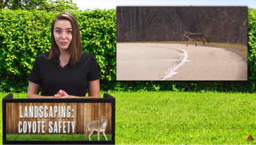 LANDSCAPING: COYOTE SAFETY video
