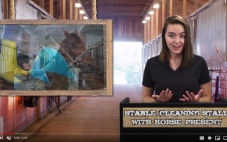 STABLE SAFETY: CLEANING STALL WITH HORSE PRESENT