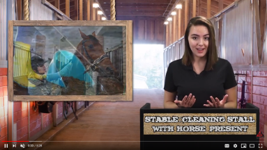 STABLE SAFETY: CLEANING STALL WITH HORSE PRESENT video